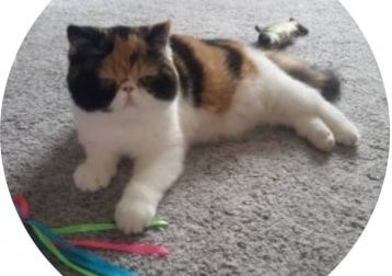 Portrait of Naia, the cat