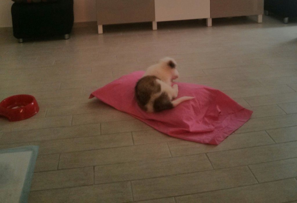 image-7
