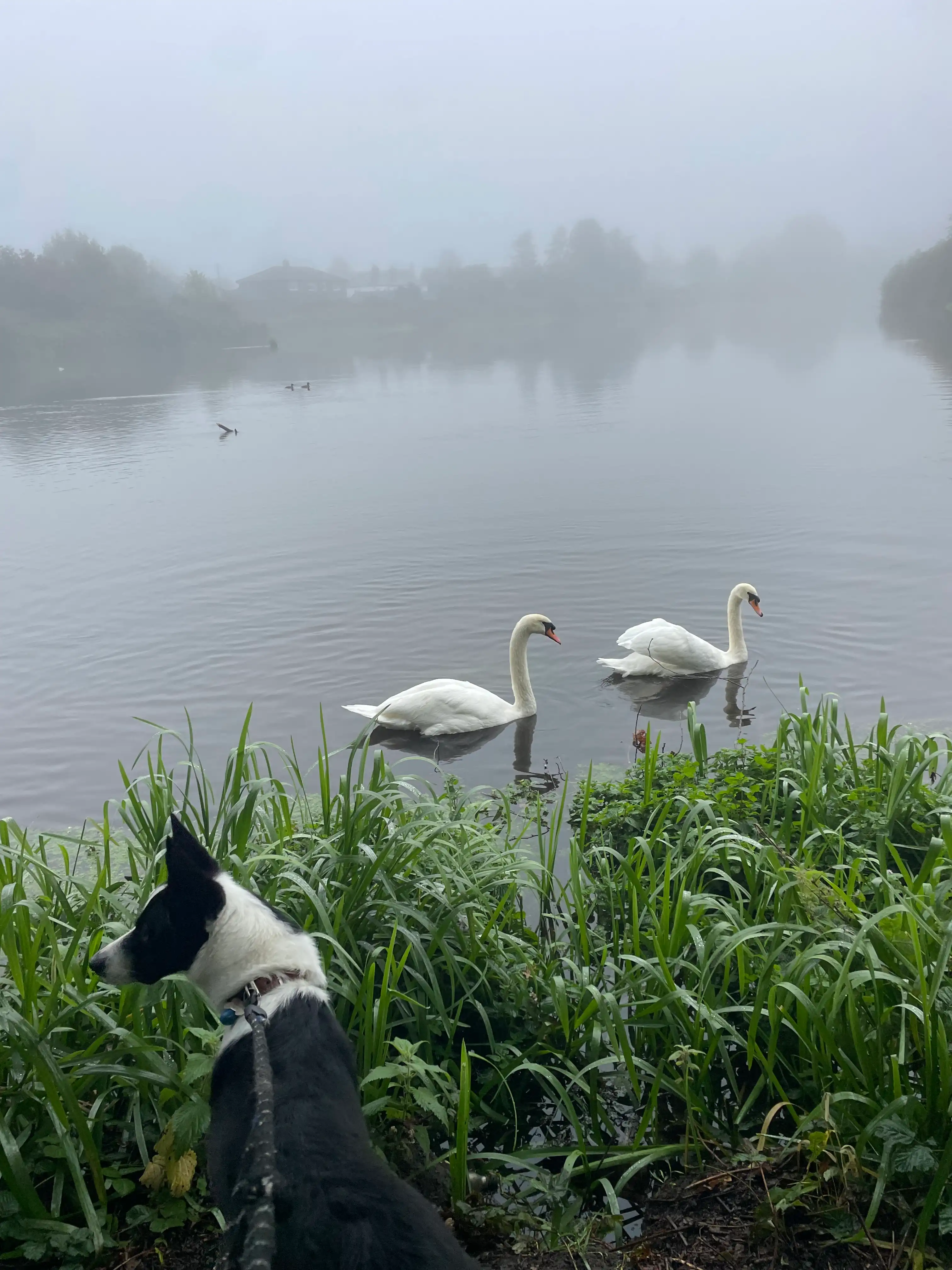 image-29