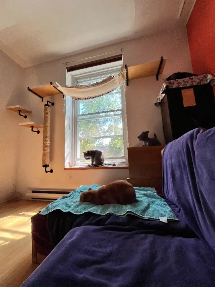 image-7
