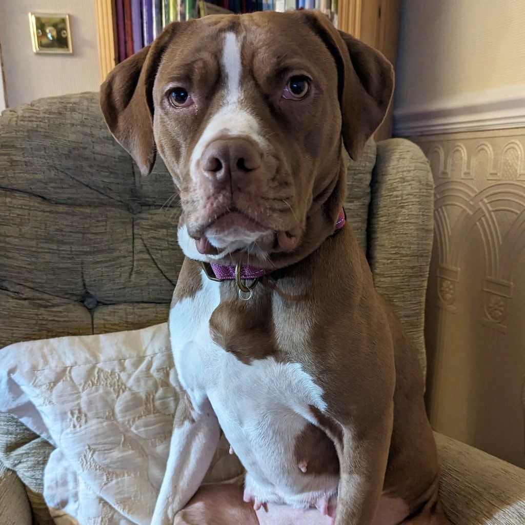 Portrait of Mabel, the dog