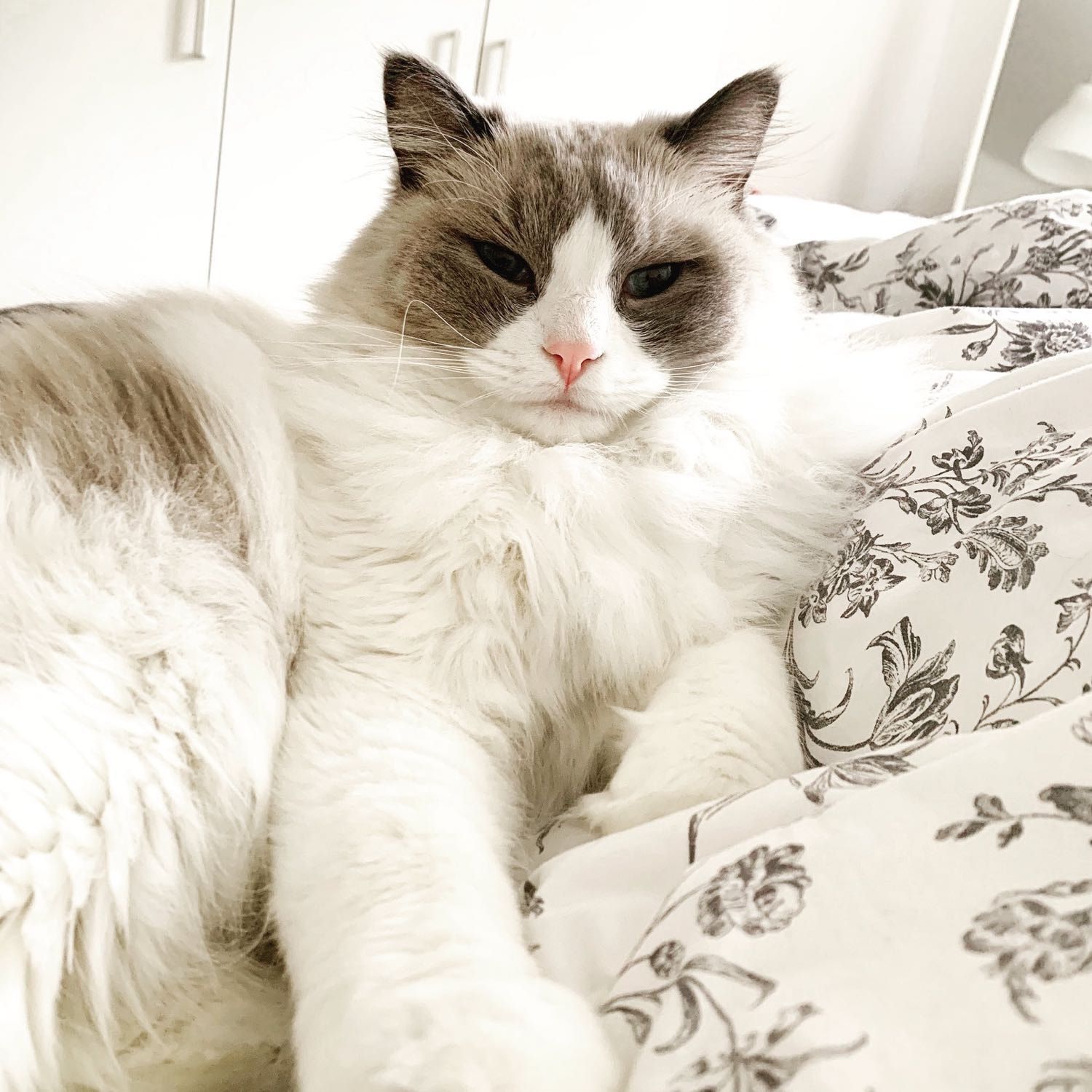 Portretfoto van Mojo, de cat