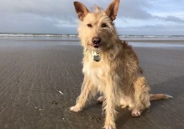 Portretfoto van Juanito, de dog