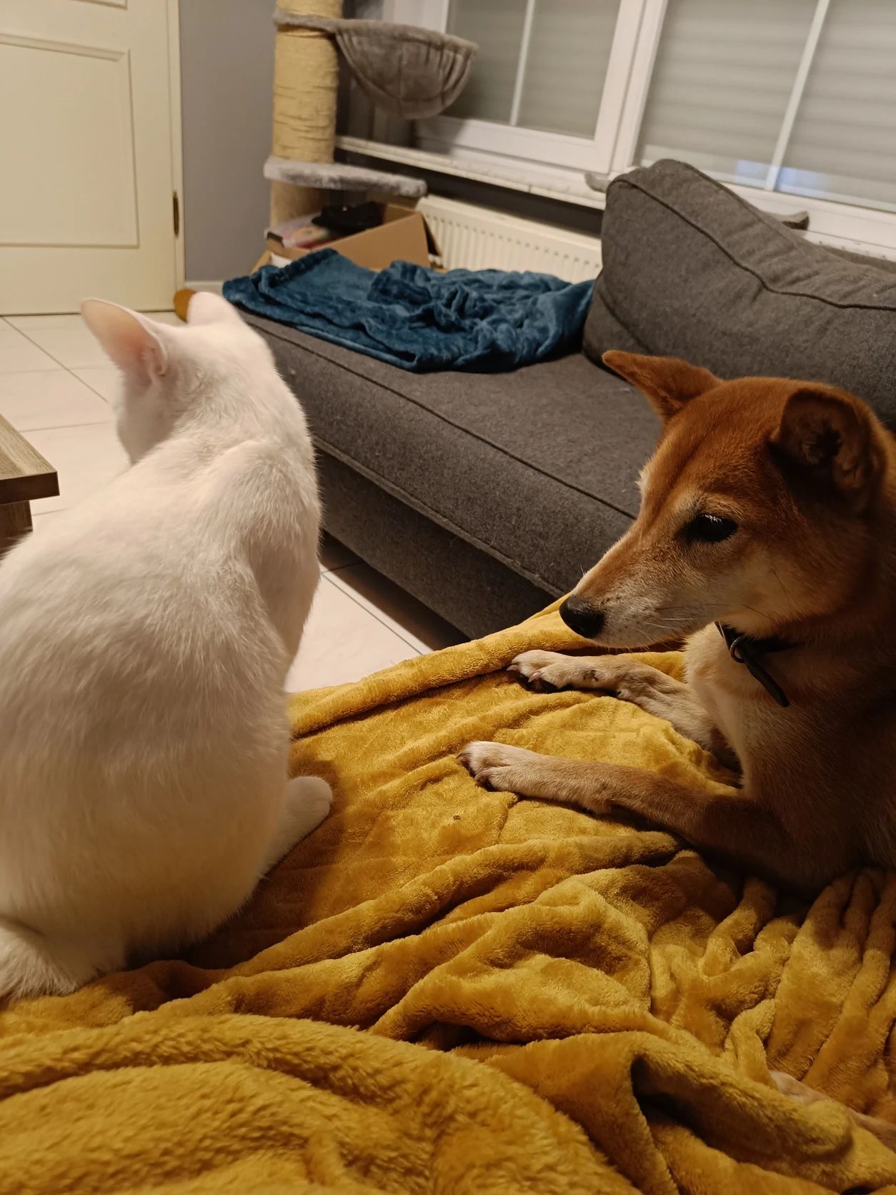 image-12