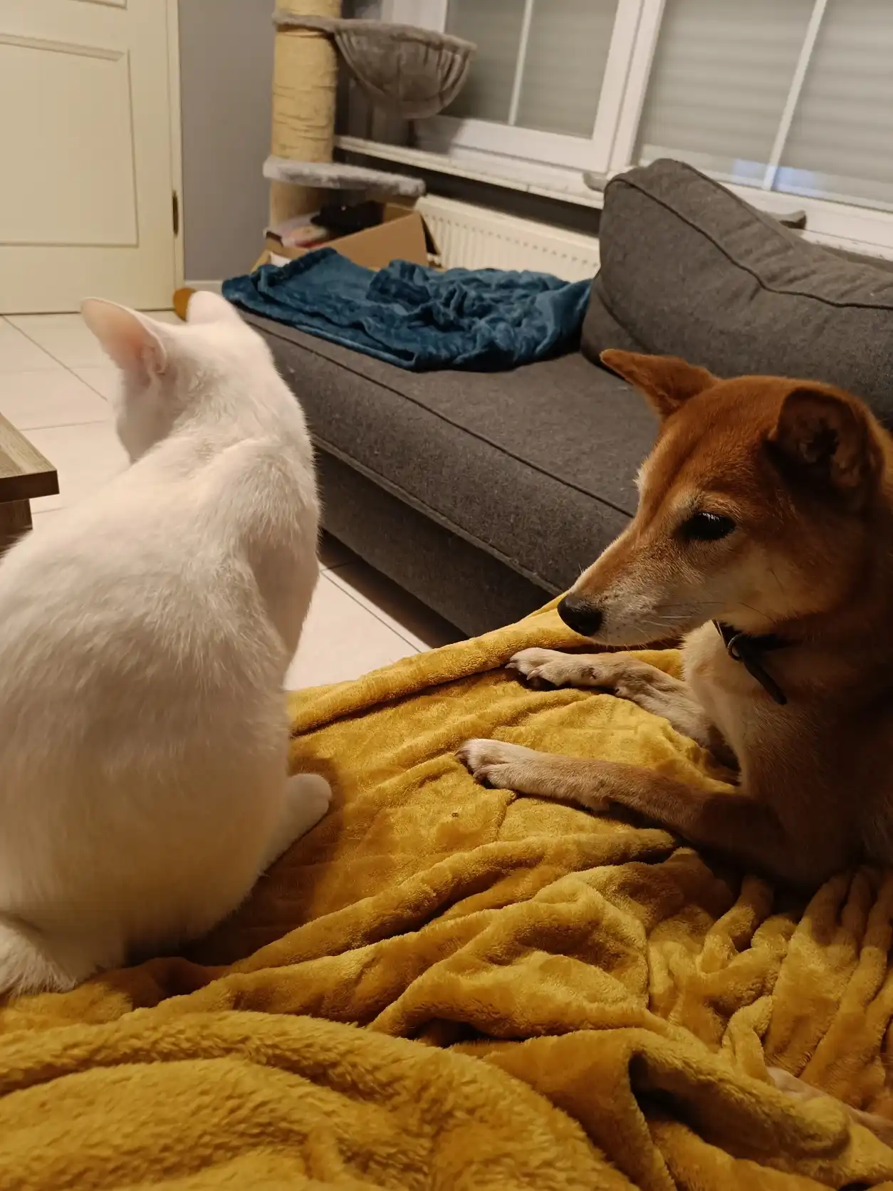 image-12