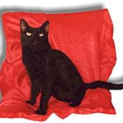 Portät von Carmen, cat
