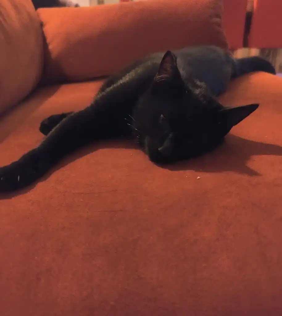 image-12
