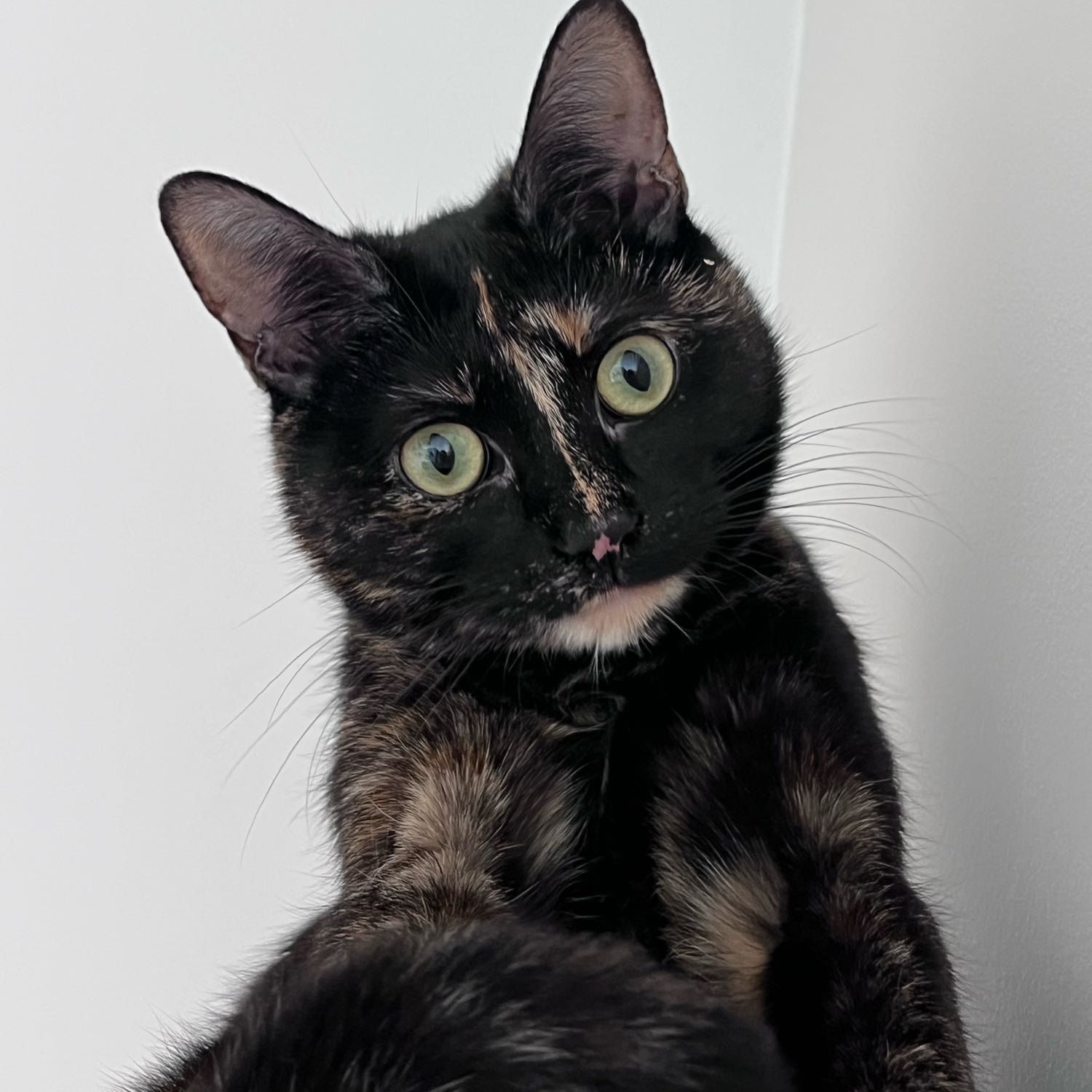 Portrait de Yumi, la cat