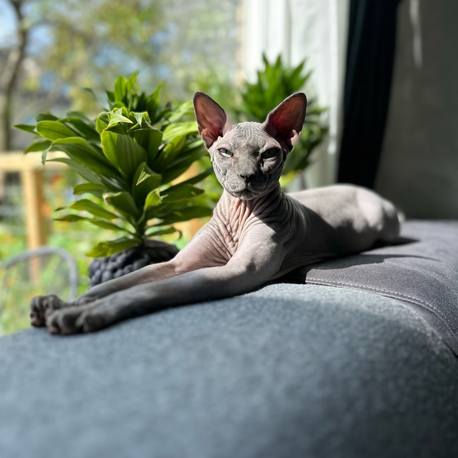 Portretfoto van Lucifer, de cat