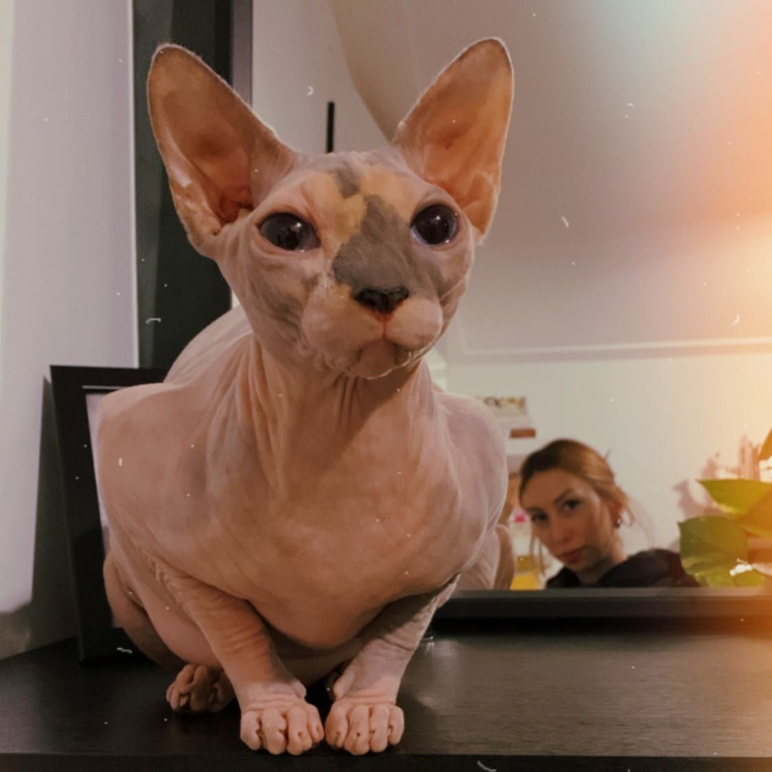 Portretfoto van IPA, de cat