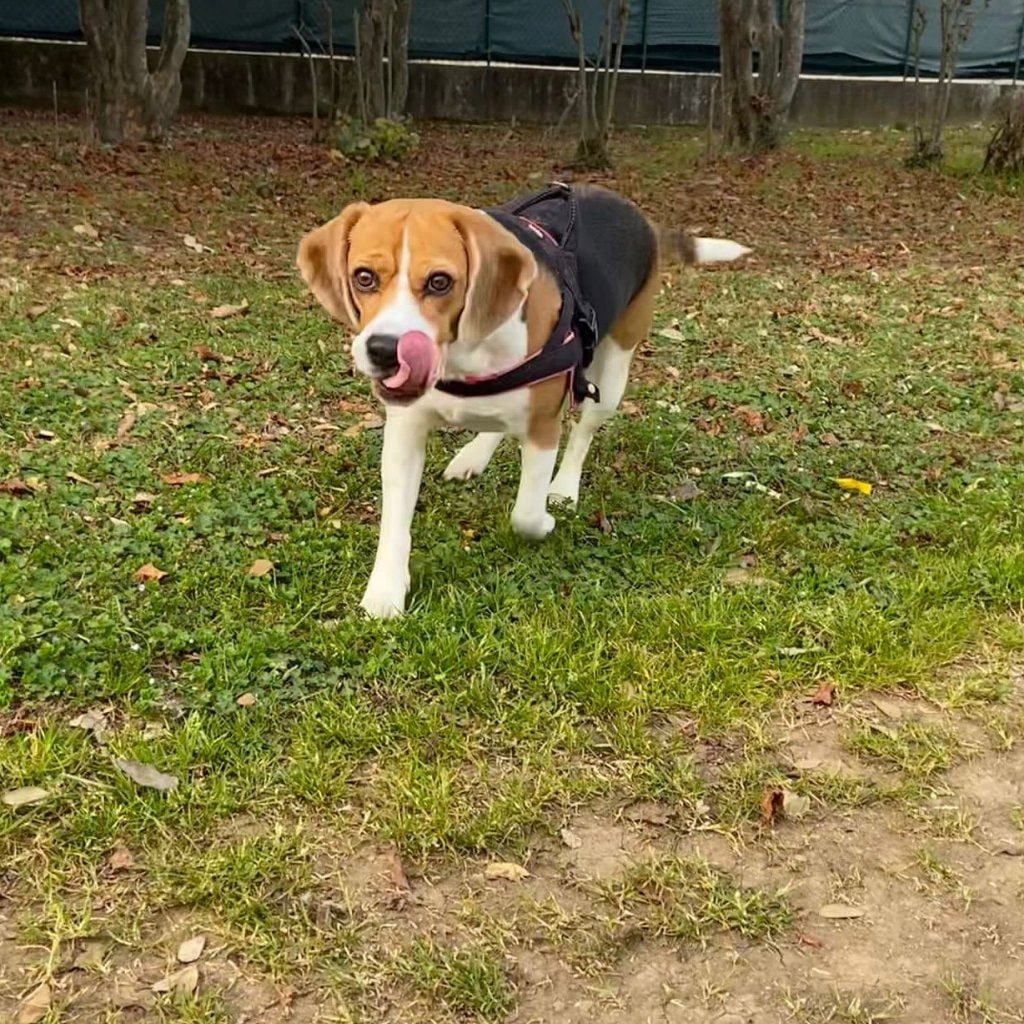 Foto di Mia , il dog