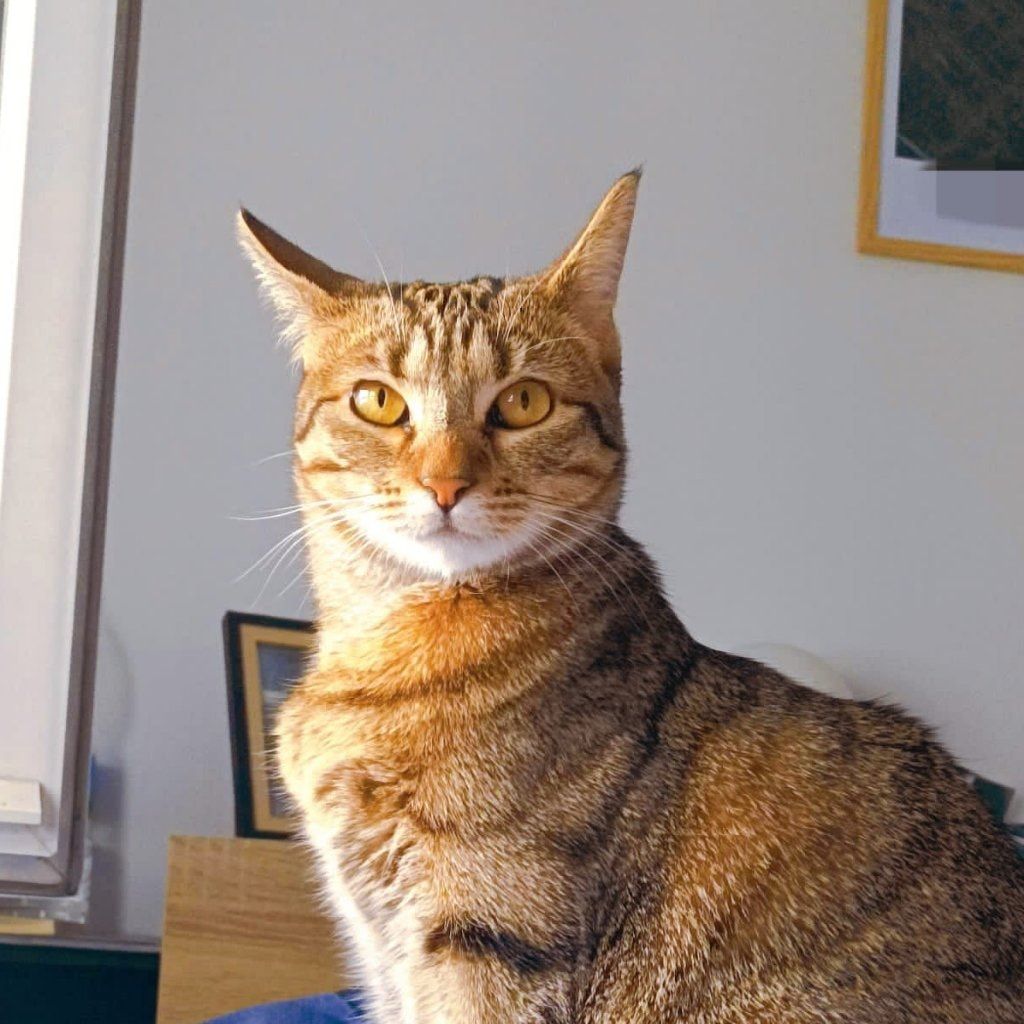 Portrait de Windsor, la cat