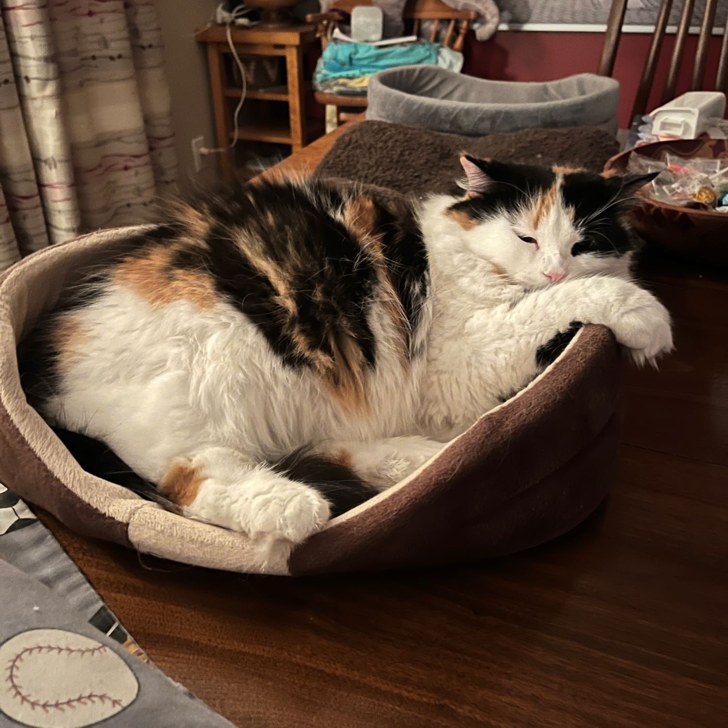 Portrait de Pastèque, la cat