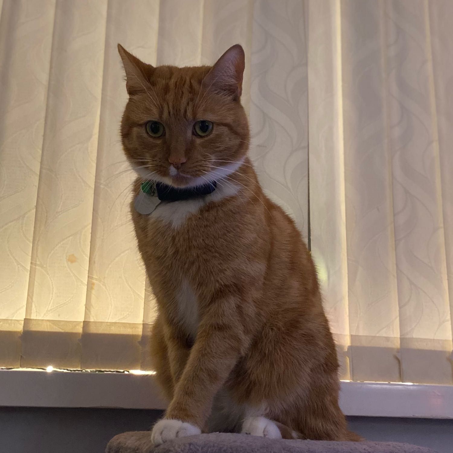 Portrait of Romeo, the cat