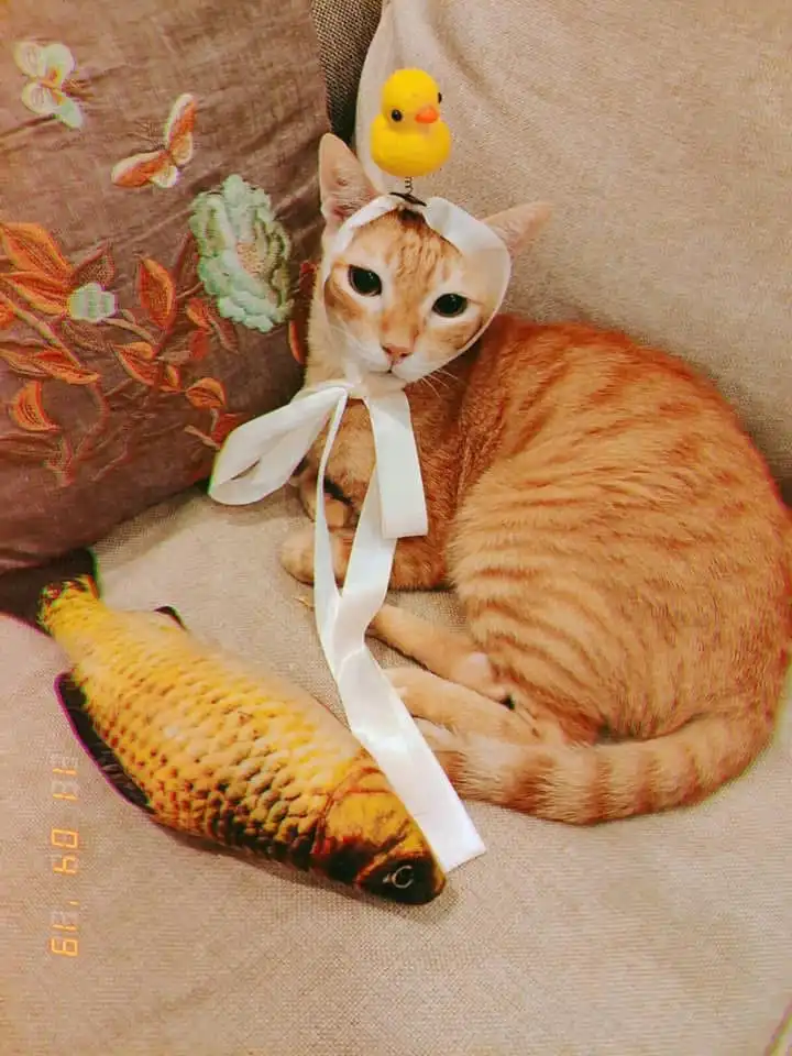 image-14