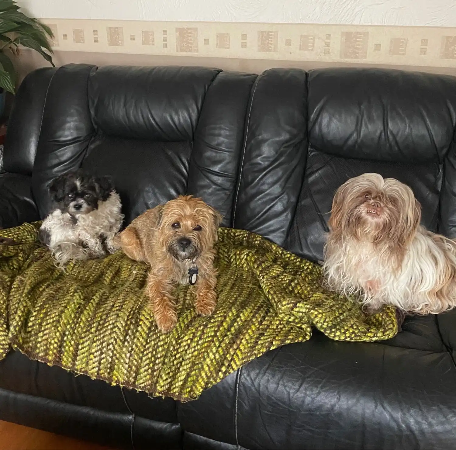 image-5