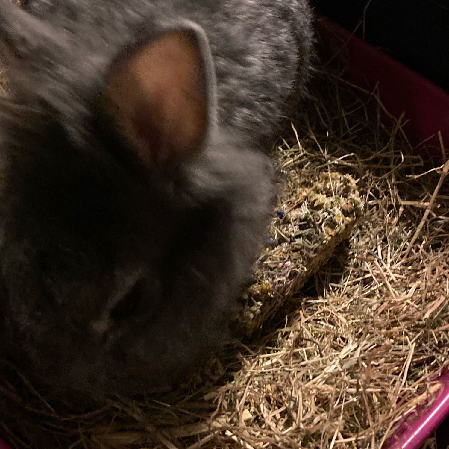 Portrait of Stitch, the rabbit