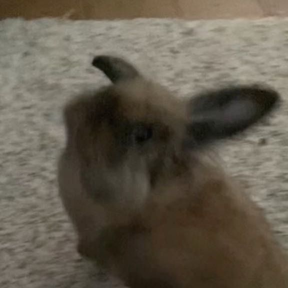 Portrait of Evie, the rabbit