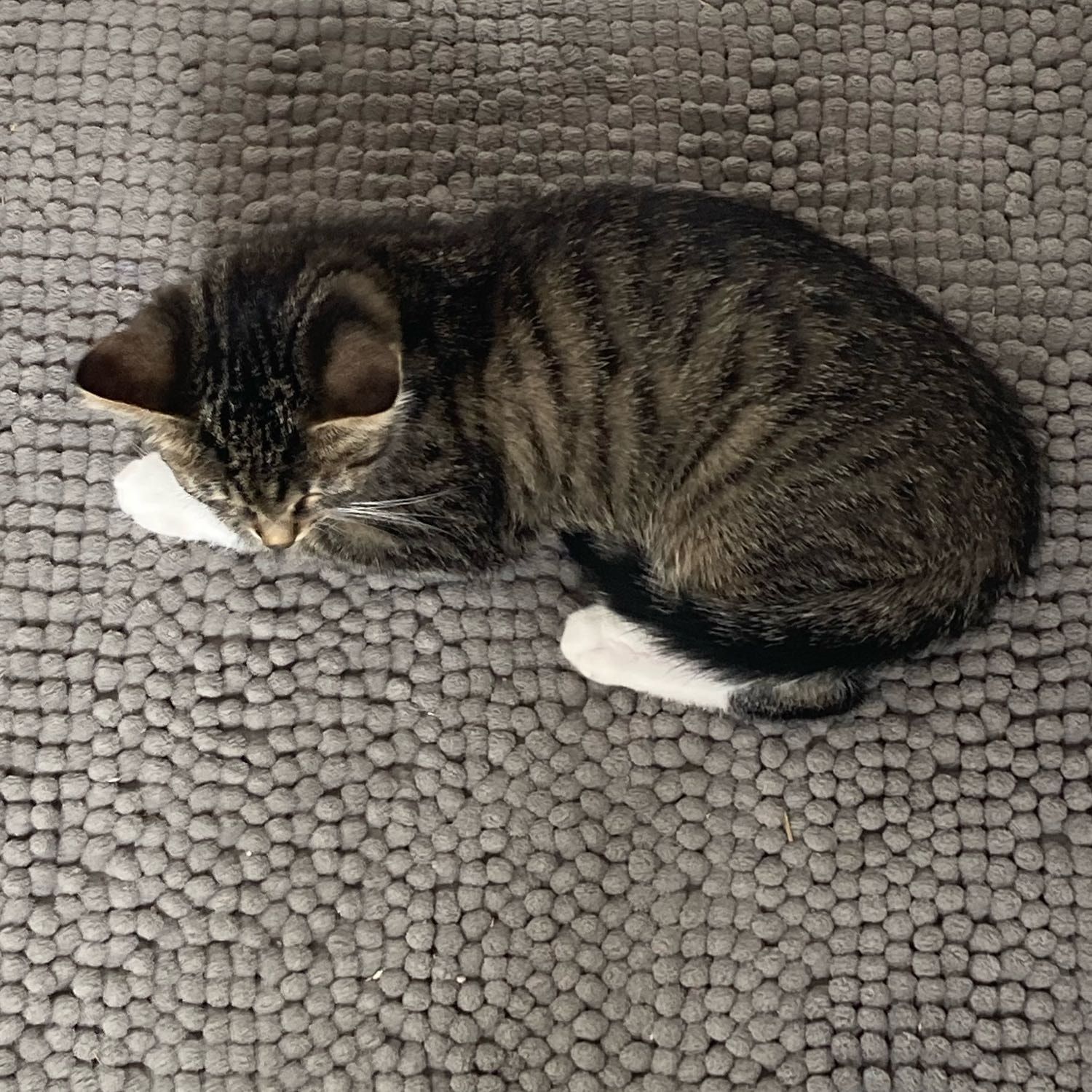 Portrait of Dakota, the cat