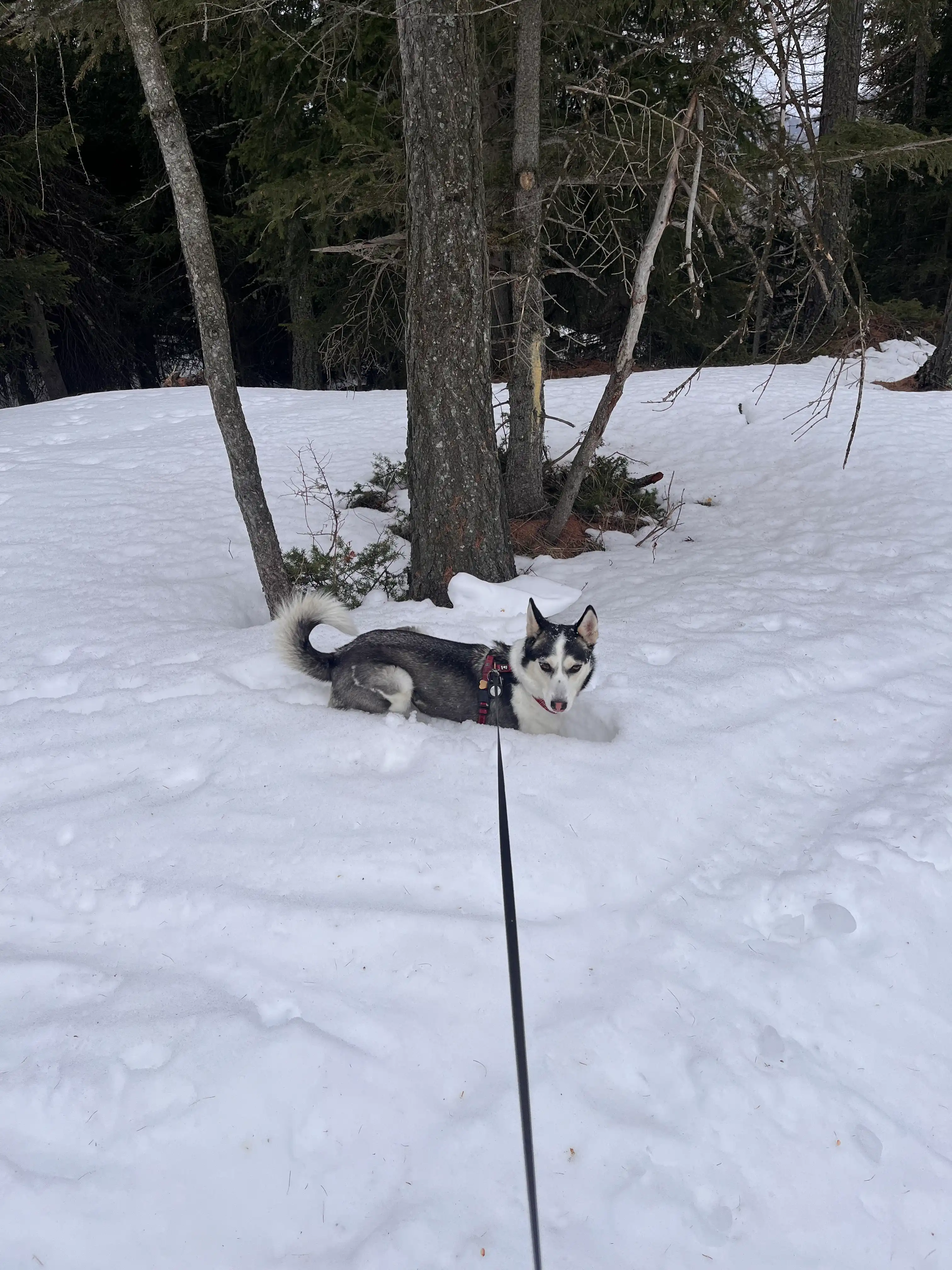 image-8