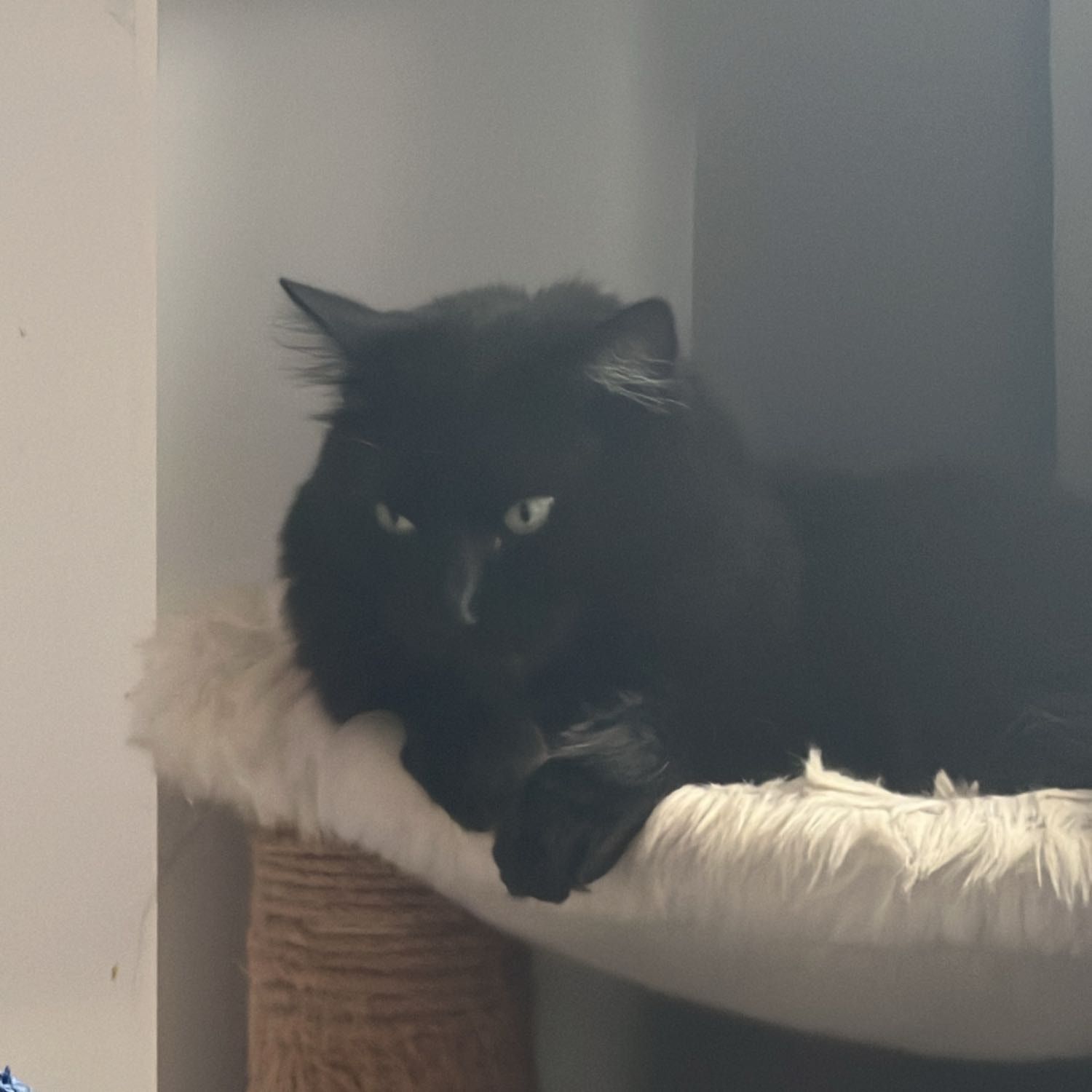 Portrait of Binx, the cat