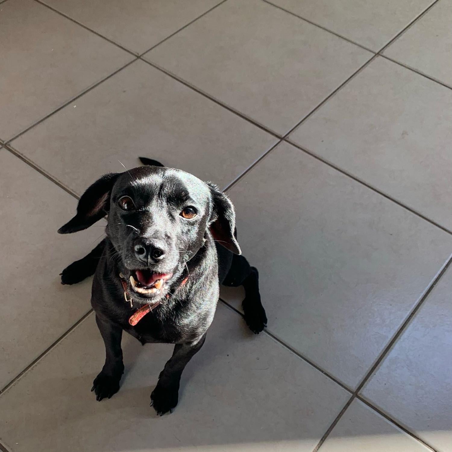 Portretfoto van Hanna Maria, de dog