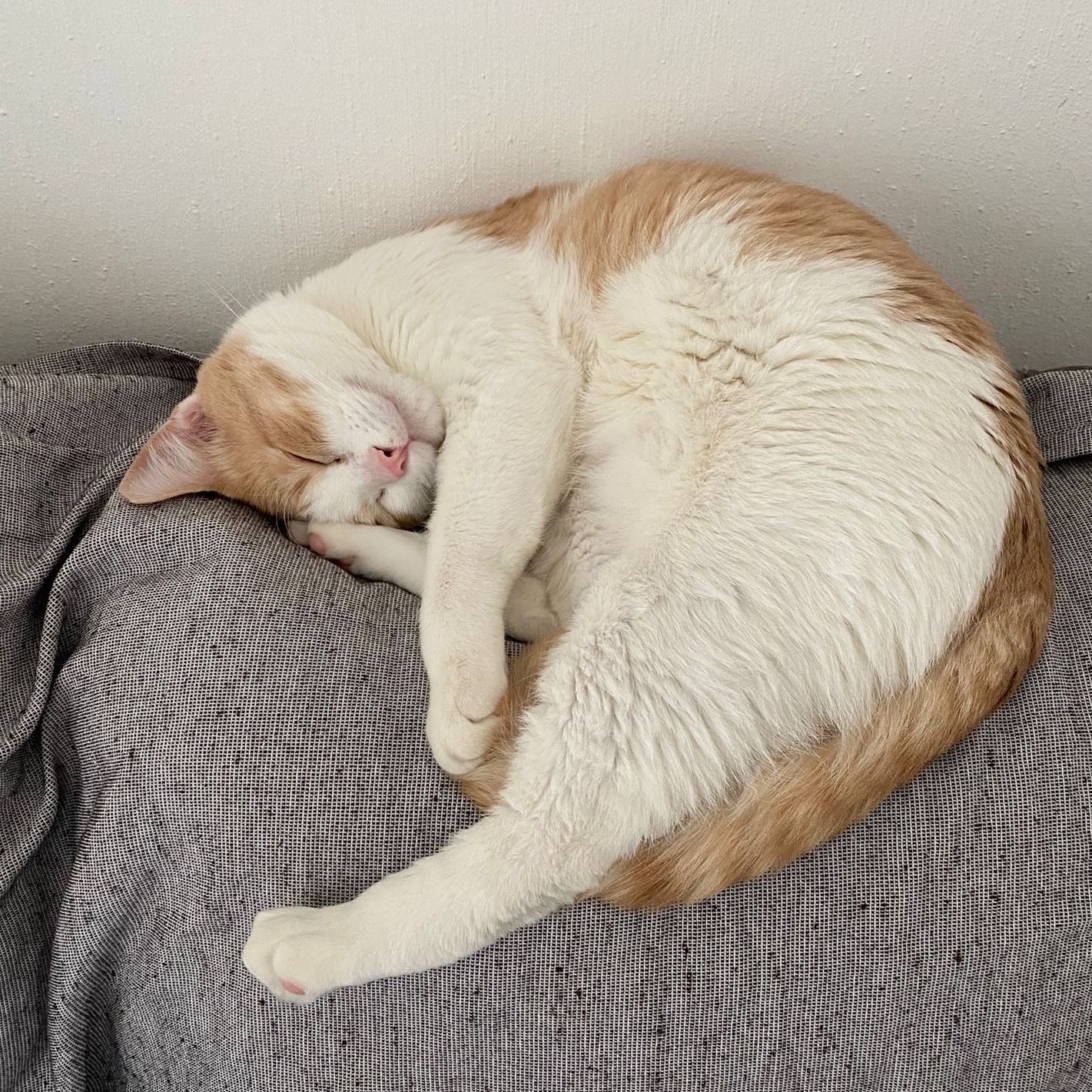 Foto di Cremino, il cat