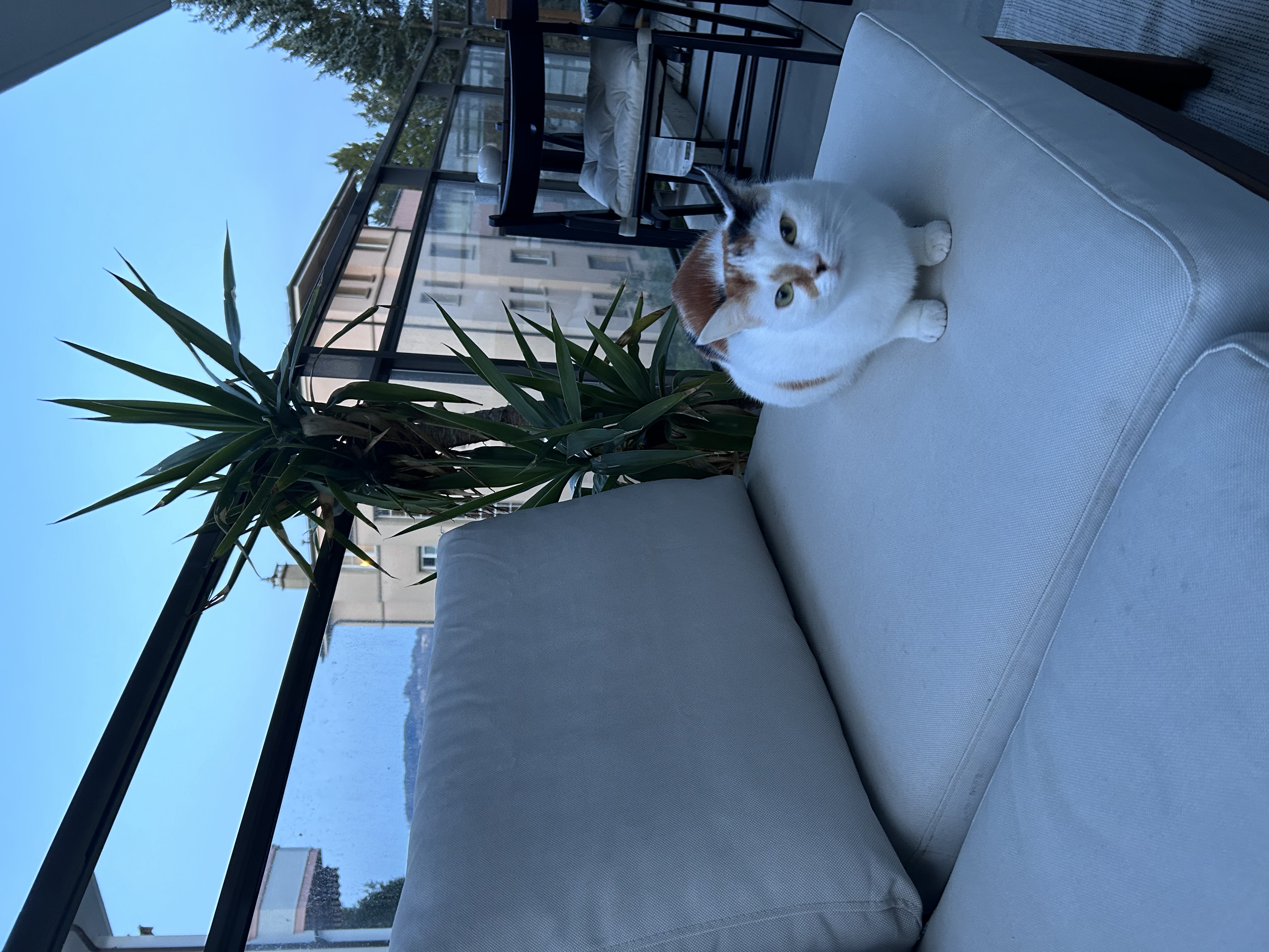 image-7