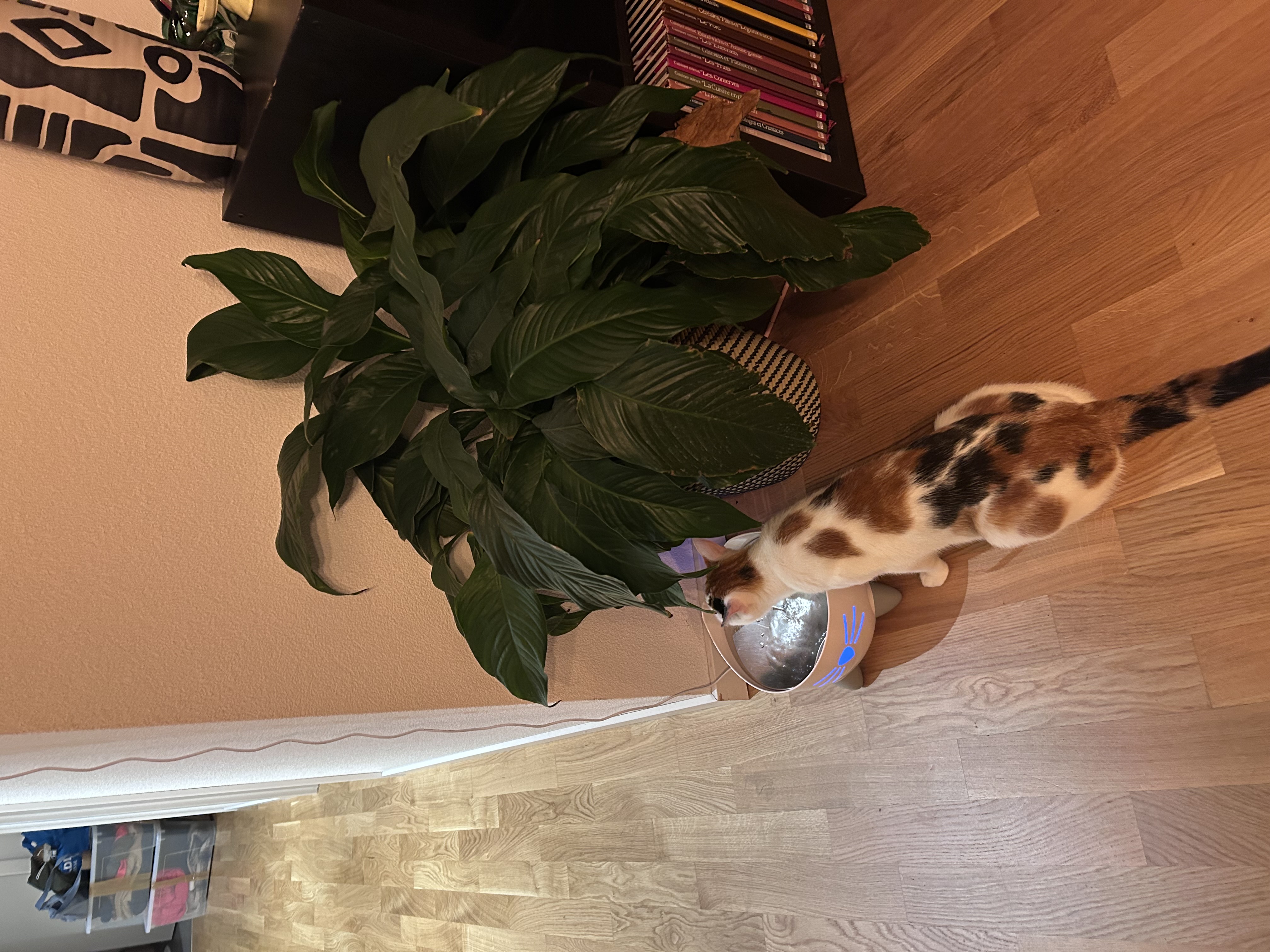 image-12