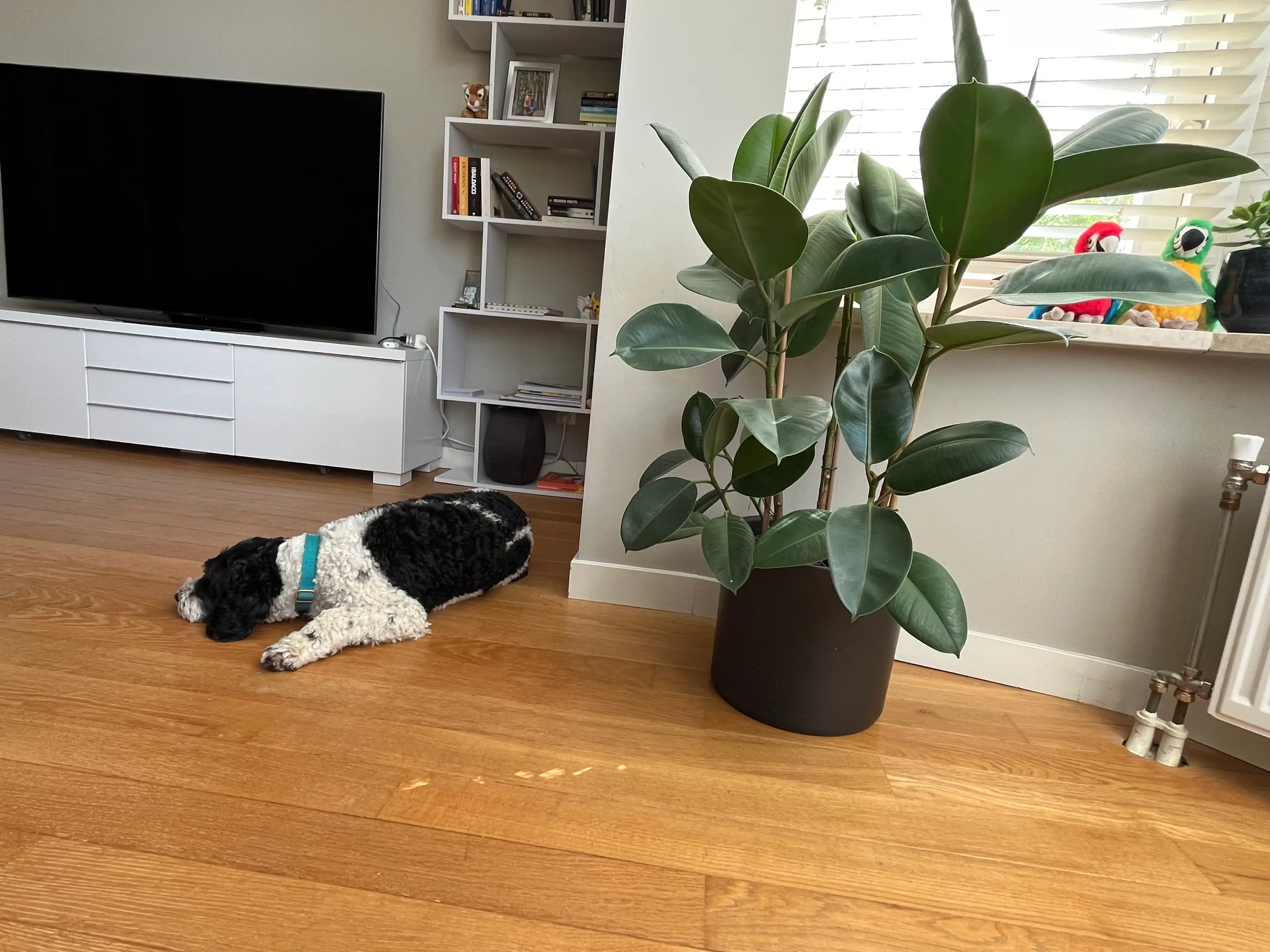 image-10