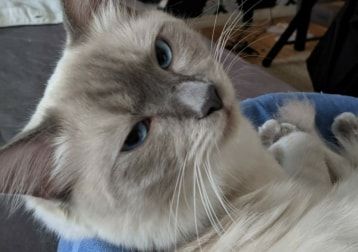 Portät von Lucius C. Deathclaw The First, cat