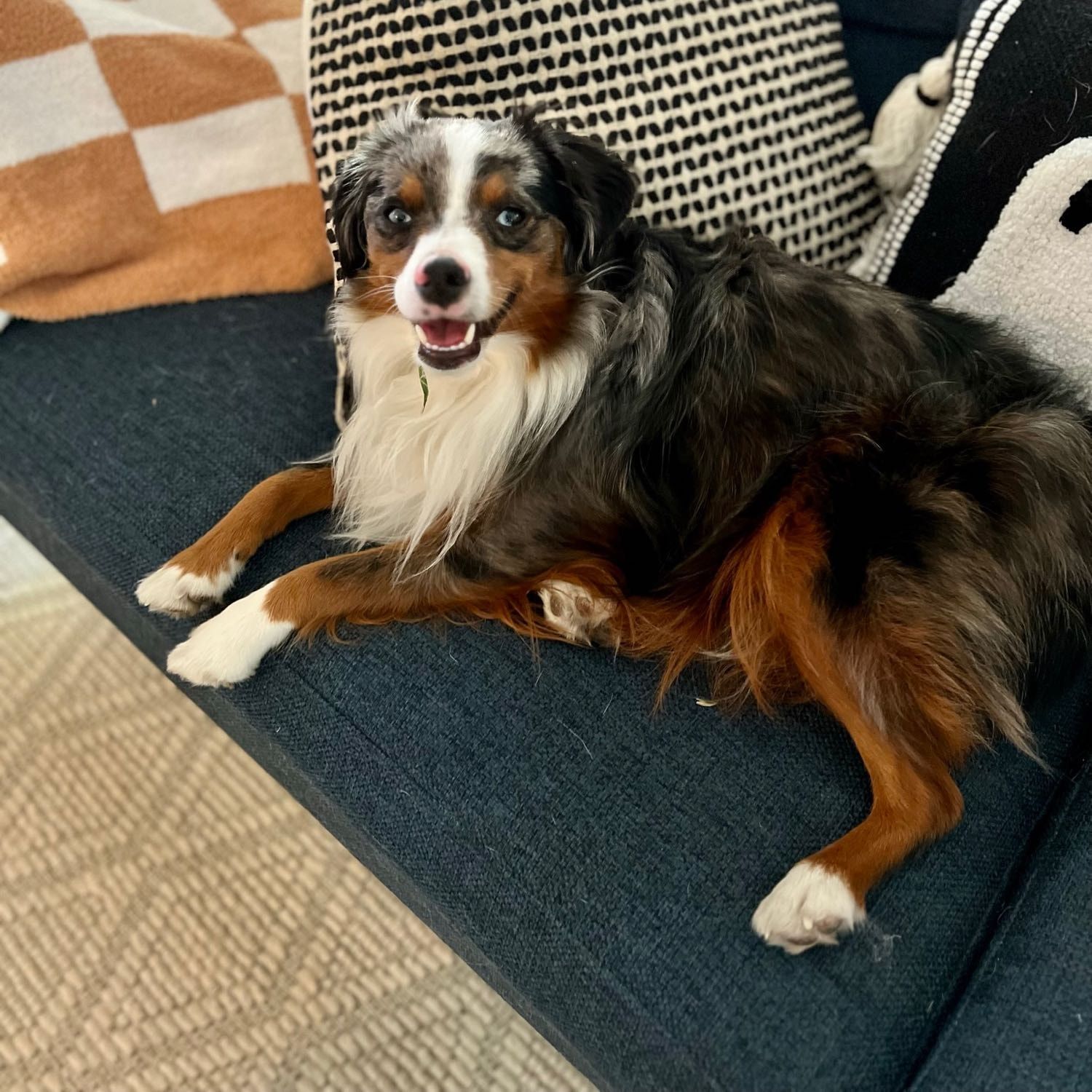 Portrait de Sadie, la dog