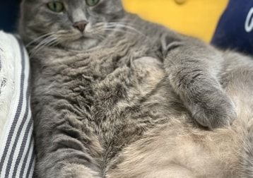 Portrait de Rocky, la cat