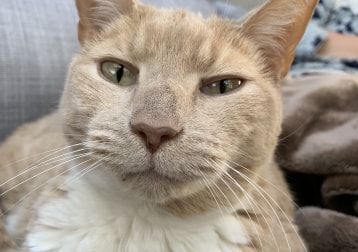 Portrait de Rambo, la cat