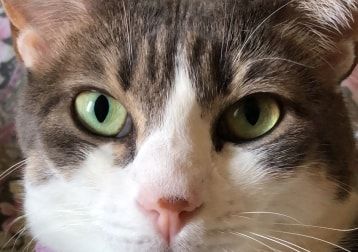Foto di Daisy, il cat