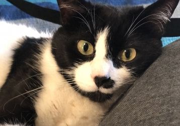 Foto di Spyro, il cat