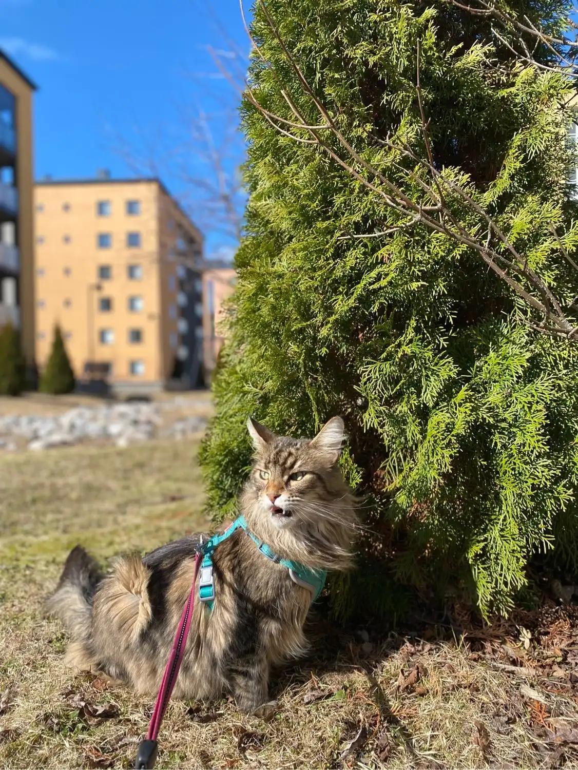 image-8