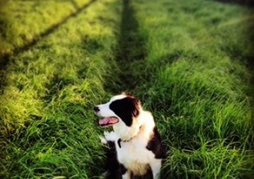 Portrait of Newton, the dog
