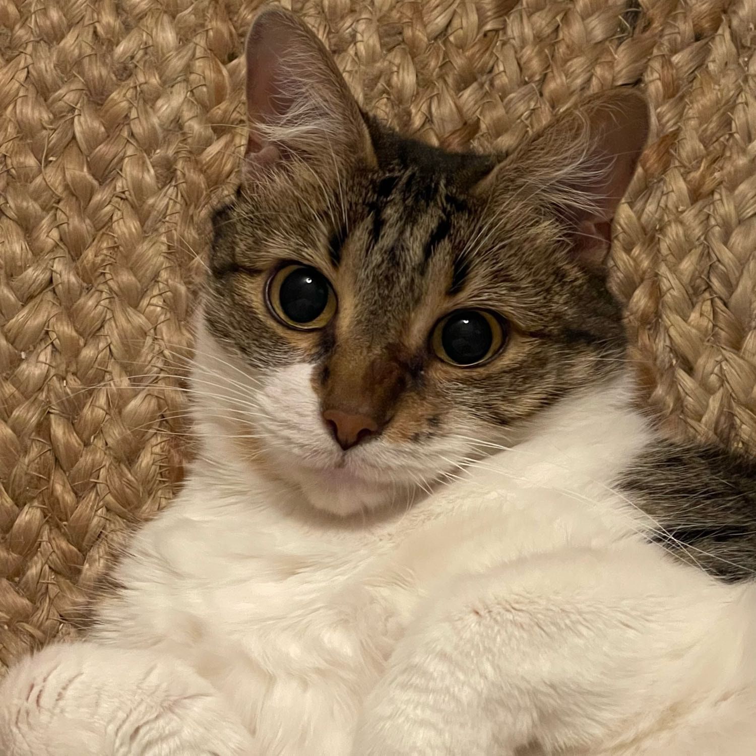 Portrait de Bonnie, la cat