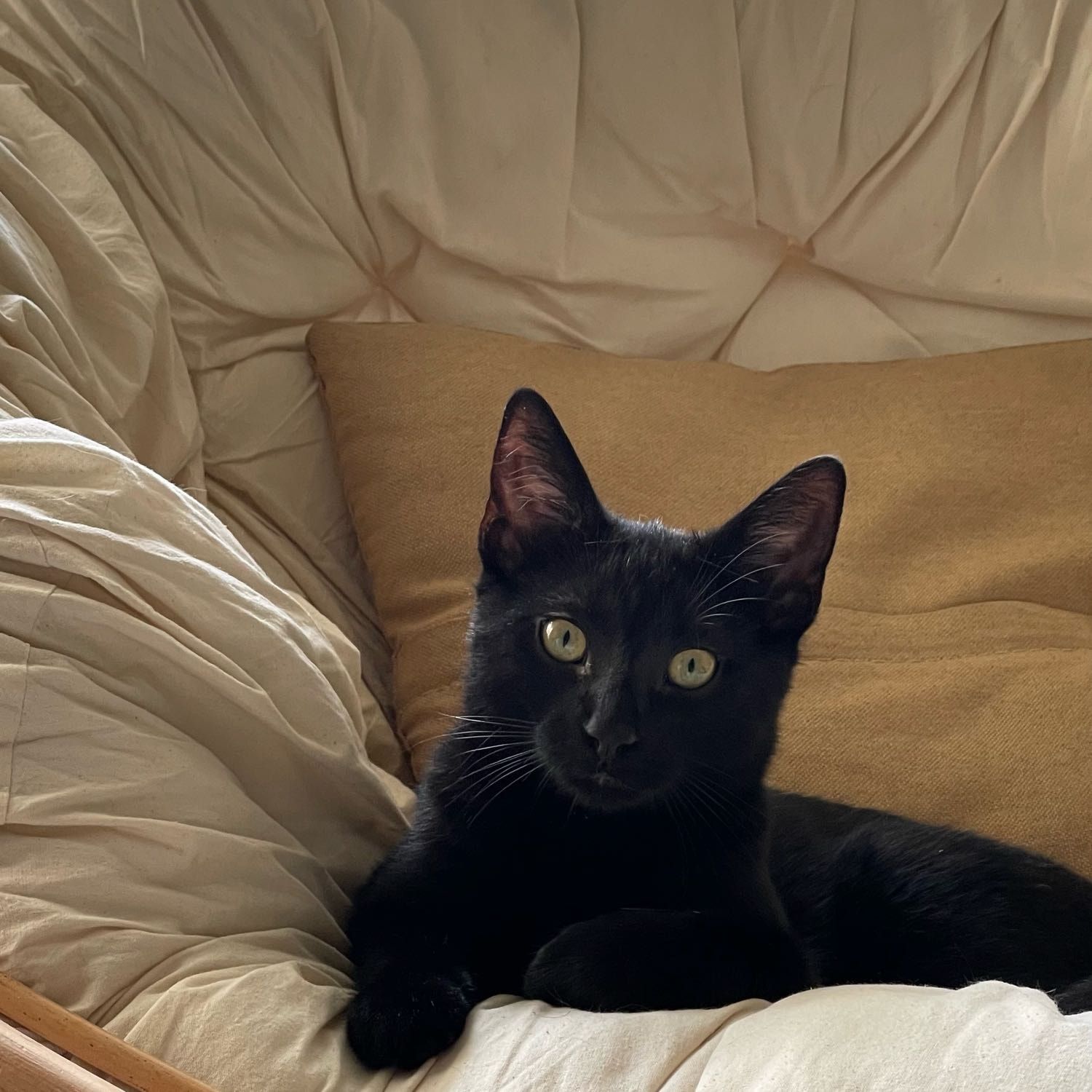 Portrait de Guy , la cat