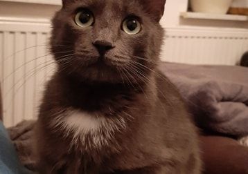 Portät von Nero, cat
