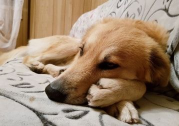 Portretfoto van Jack, de dog