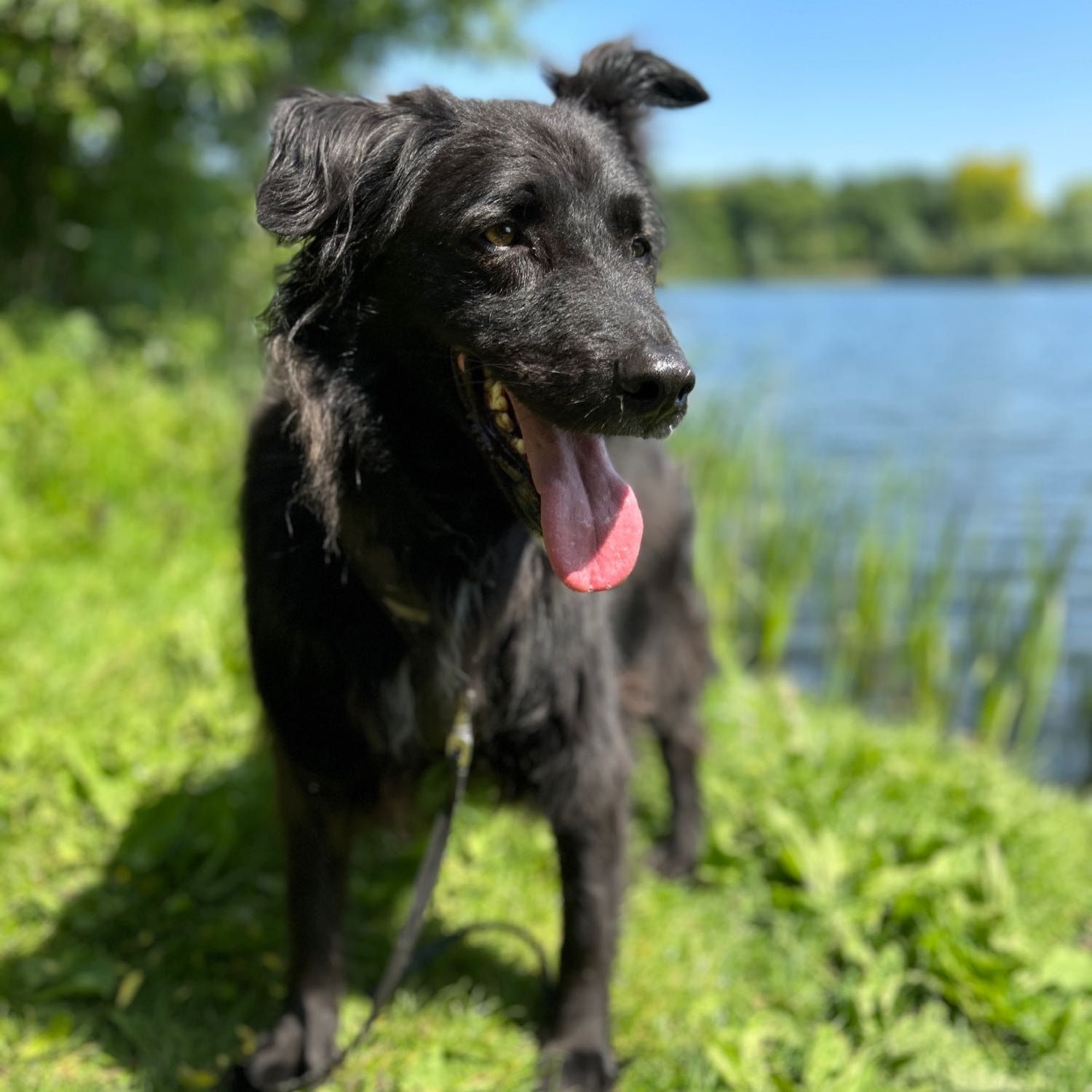 Portretfoto van Ilias, de dog