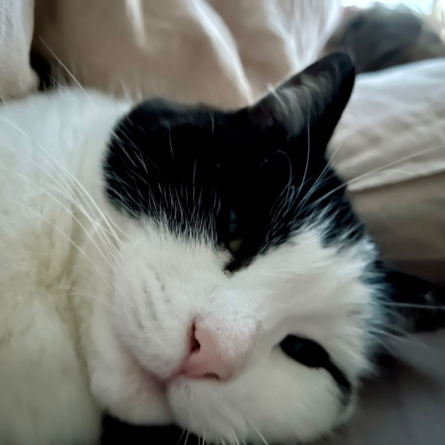 Portretfoto van Lotje, de cat
