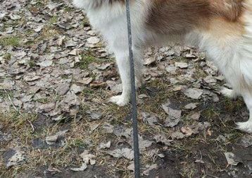 Portrait of Banshee, the dog