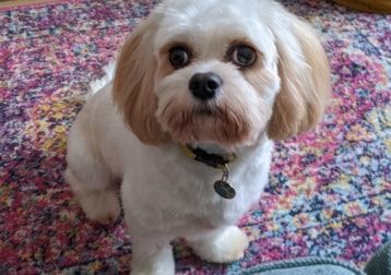 Portrait of Peanut, the dog