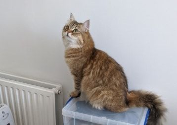 Portrait of Pixie, the cat