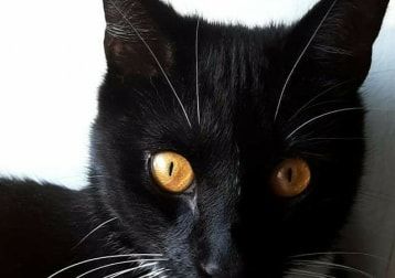 Bilde av Pusleif amadeus, cat