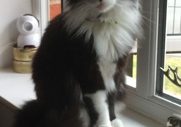 Portrait of Cody, the cat