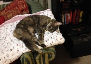 Portrait of Titch, the cat